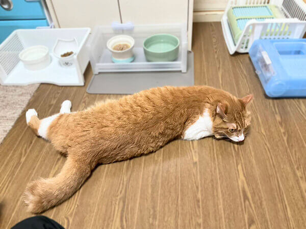 猫ペットシッター