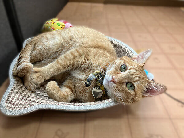 猫ペットシッター