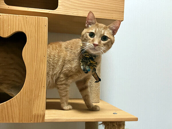 猫ペットシッター
