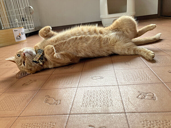 猫ペットシッター