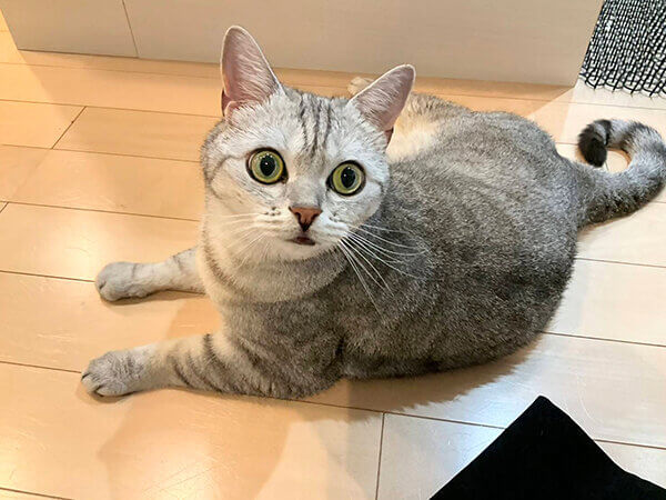 猫ペットシッター