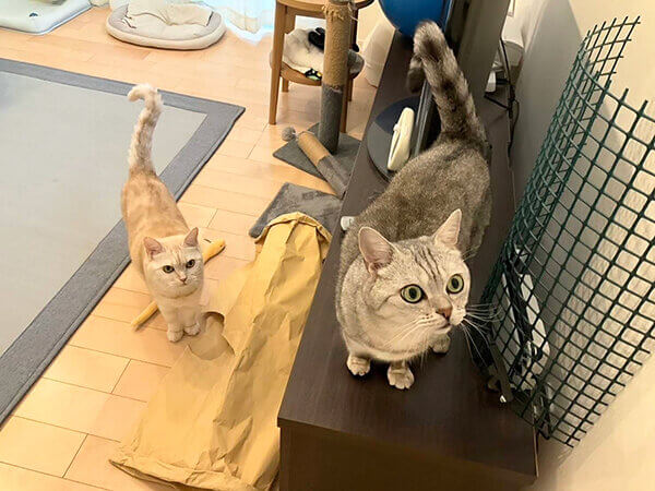 猫ペットシッター