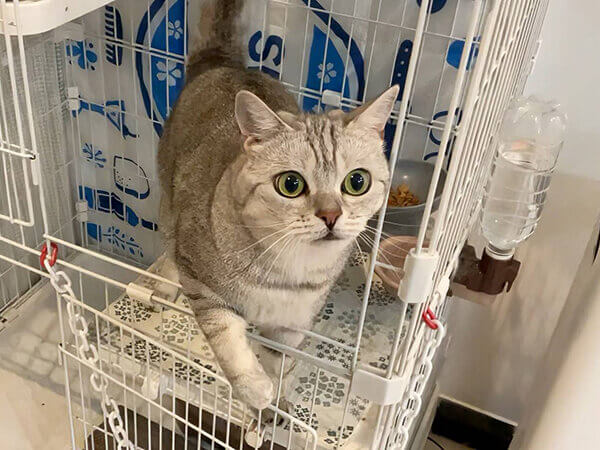 猫ペットシッター