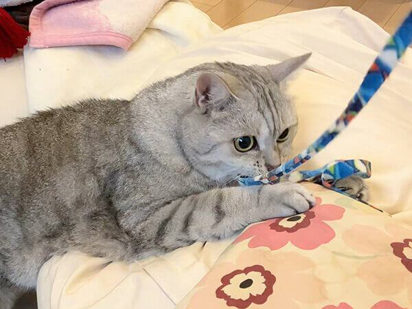 猫ペットシッター