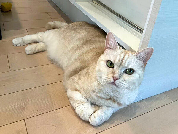 猫ペットシッター