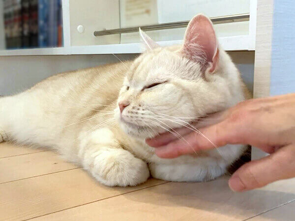 猫ペットシッター