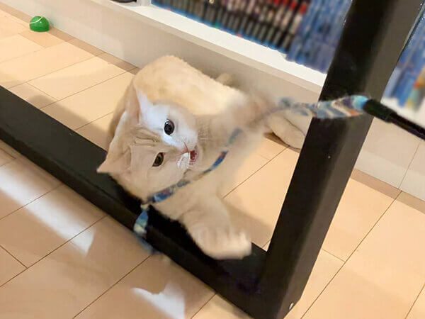 猫ペットシッター
