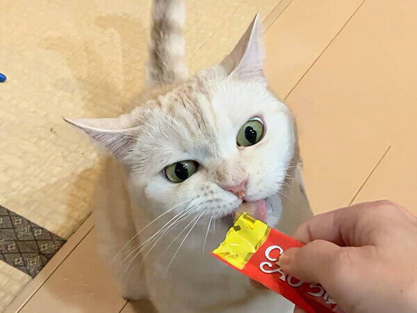 猫ペットシッター