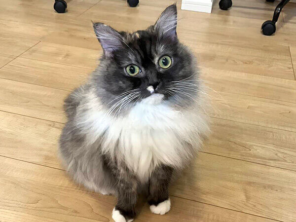 サイベリアン猫ペットシッター