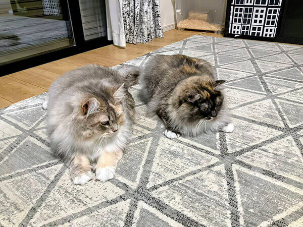 サイベリアン猫ペットシッター