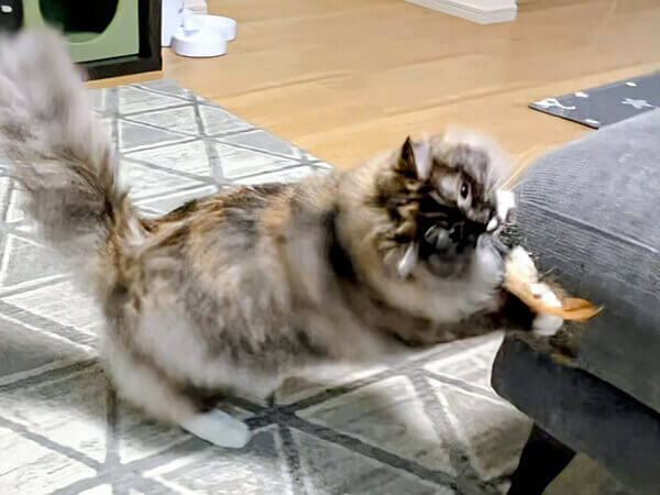 サイベリアン猫ペットシッター