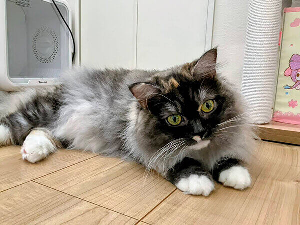 サイベリアン猫ペットシッター