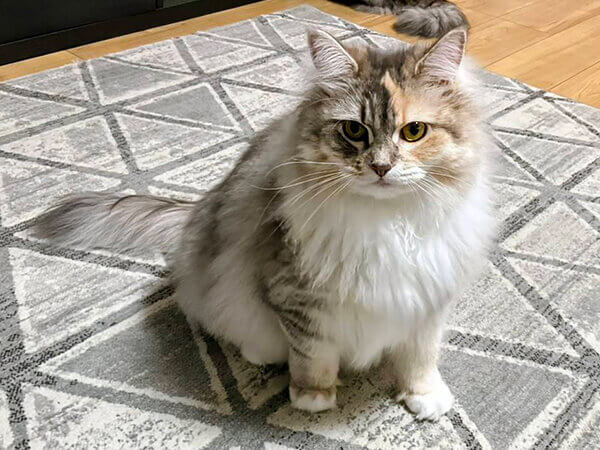 猫、サイベリアンペットシッター