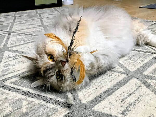 猫、サイベリアンペットシッター