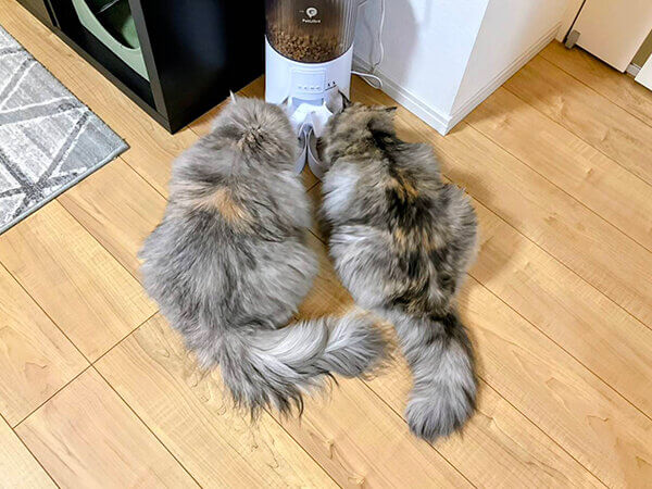 猫、サイベリアンペットシッター