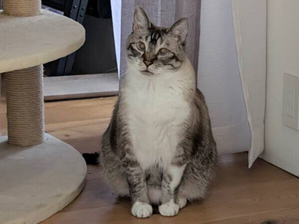 猫ペットシッター
