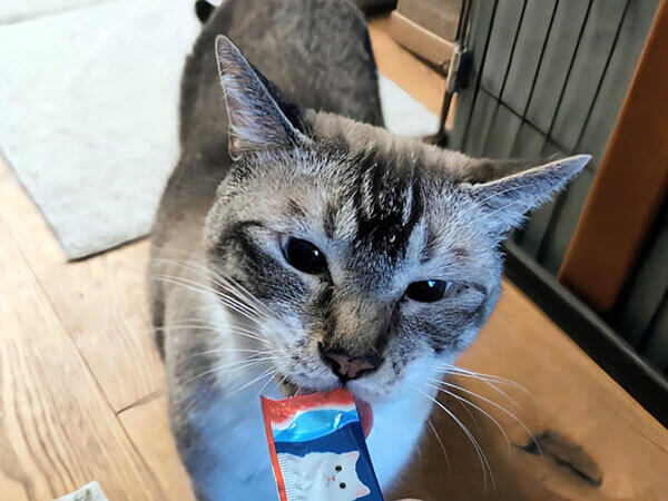 猫ペットシッター