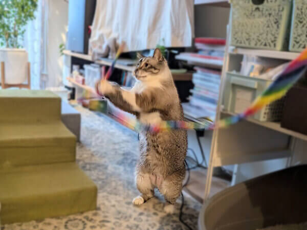 猫ペットシッター
