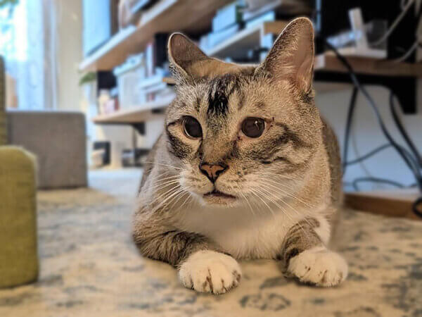 猫ペットシッター