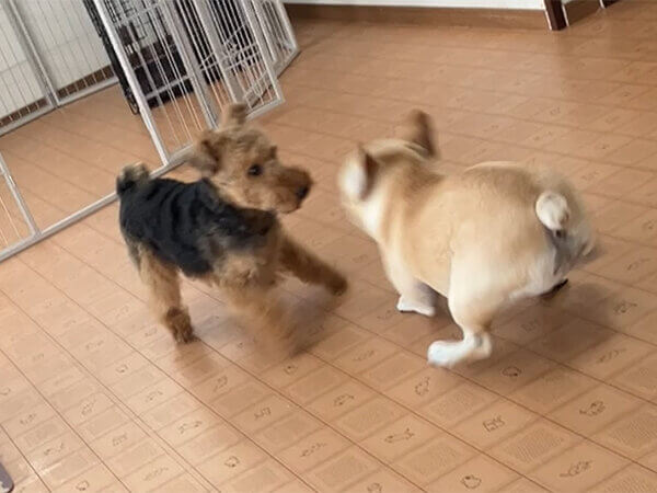 小型犬ウエルシュテリアペットホテル