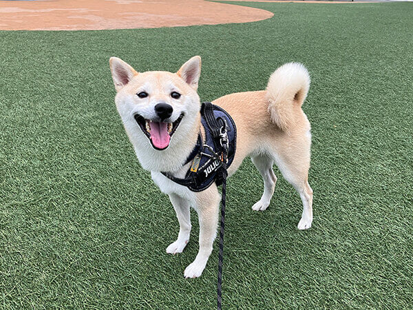 小型犬豆柴ペットシッター