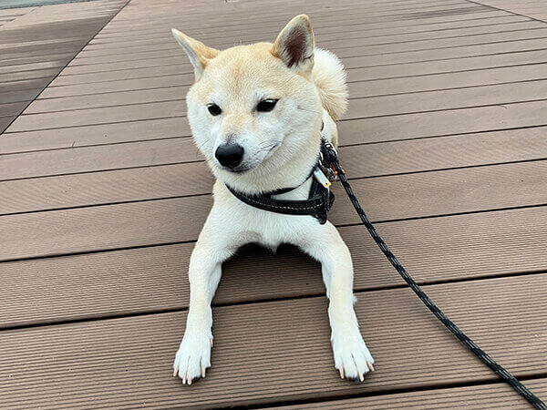 小型犬豆柴ペットシッター