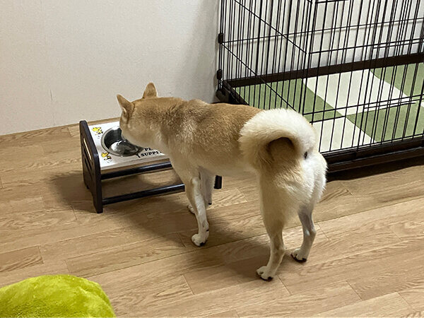 小型犬豆柴ペットシッター