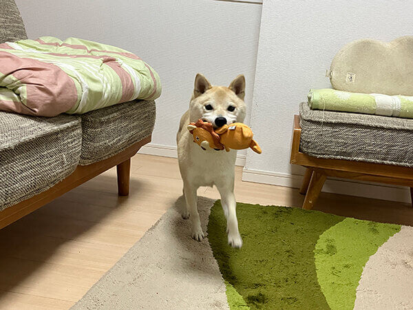 小型犬豆柴ペットシッター