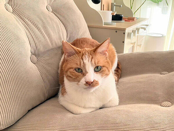 猫ペットシッター