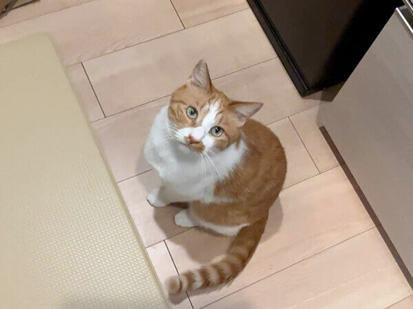猫ペットシッター