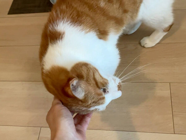 猫ペットシッター