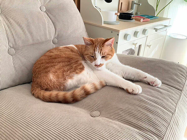 猫ペットシッター