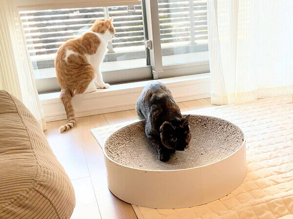 猫ペットシッター