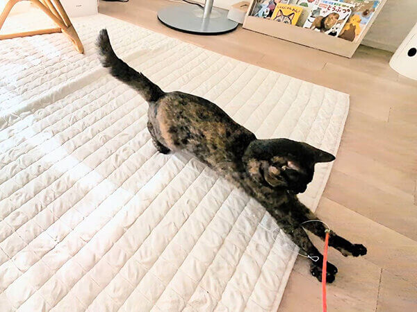 猫ペットシッター