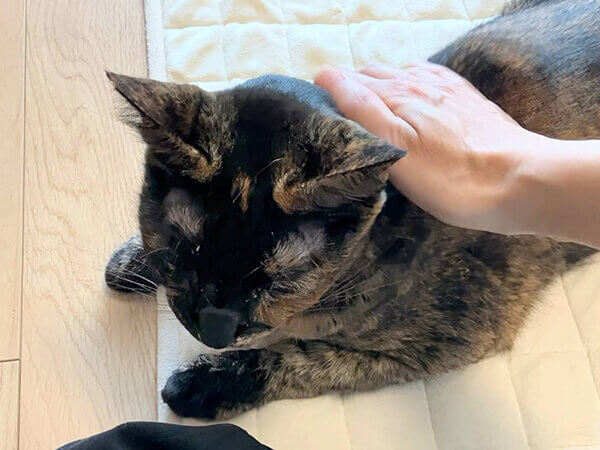 猫ペットシッター