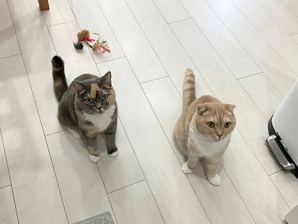 スコティッシュフォールド猫ペットシッター