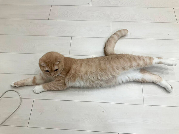 スコティッシュフォールド猫ペットシッター