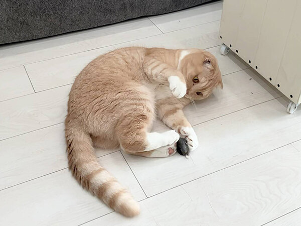 スコティッシュフォールド猫ペットシッター