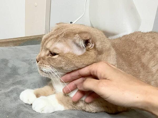 スコティッシュフォールド猫ペットシッター