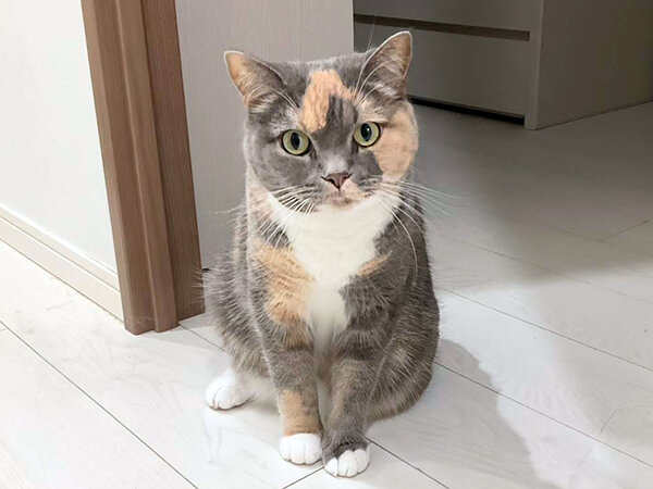 スコティッシュフォールドペットシッター