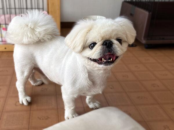 小型犬ペキニーズペットホテル
