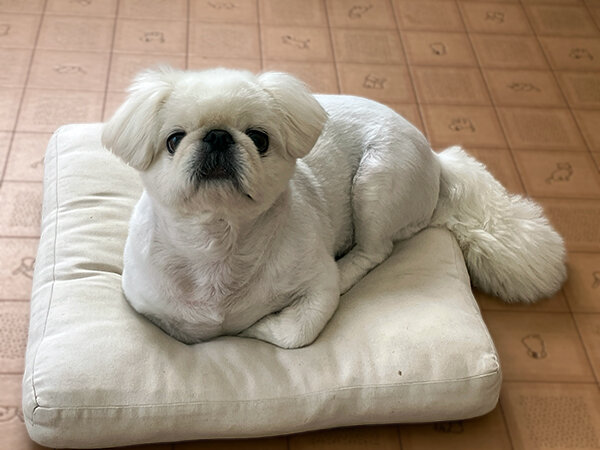 小型犬ペキニーズペットホテル