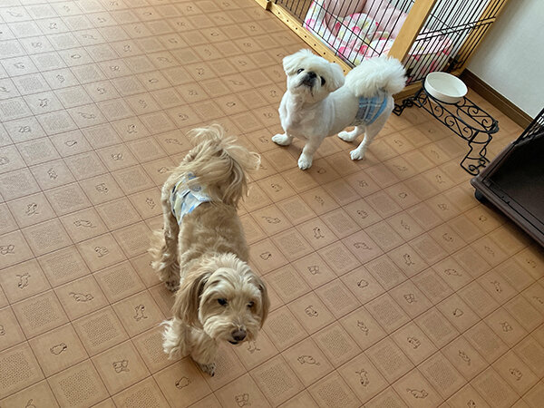 小型犬ペキニーズペットホテル