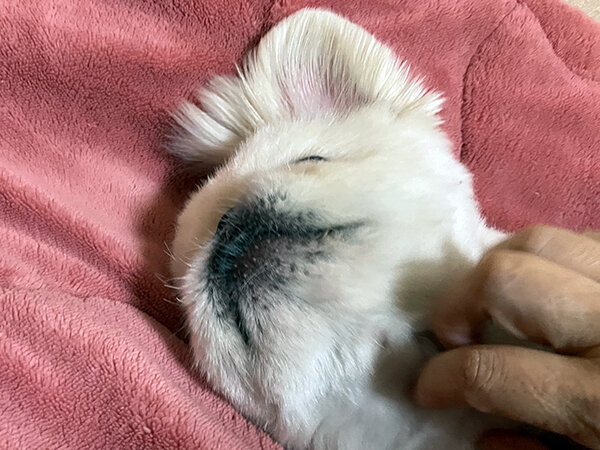 小型犬ペキニーズペットホテル
