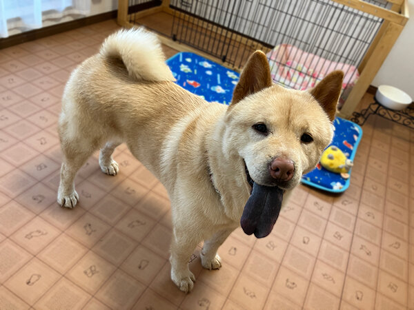 チャウチャウ×柴犬ペットホテル
