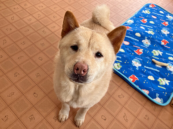 チャウチャウ×柴犬ペットホテル