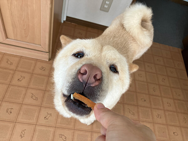 チャウチャウ×柴犬ペットホテル