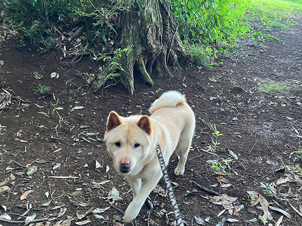 チャウチャウ×柴犬ペットホテル