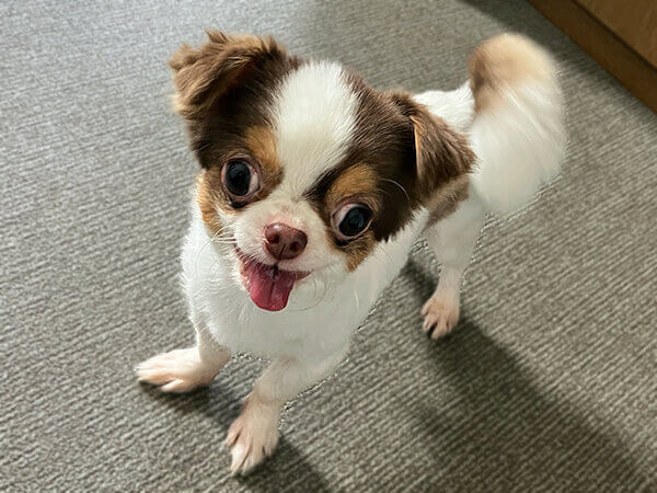 小型犬チワワペットホテル