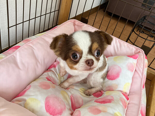 小型犬チワワペットホテル